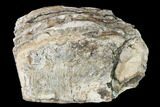 Partial Mammoth Molar - South Carolina #133649-3